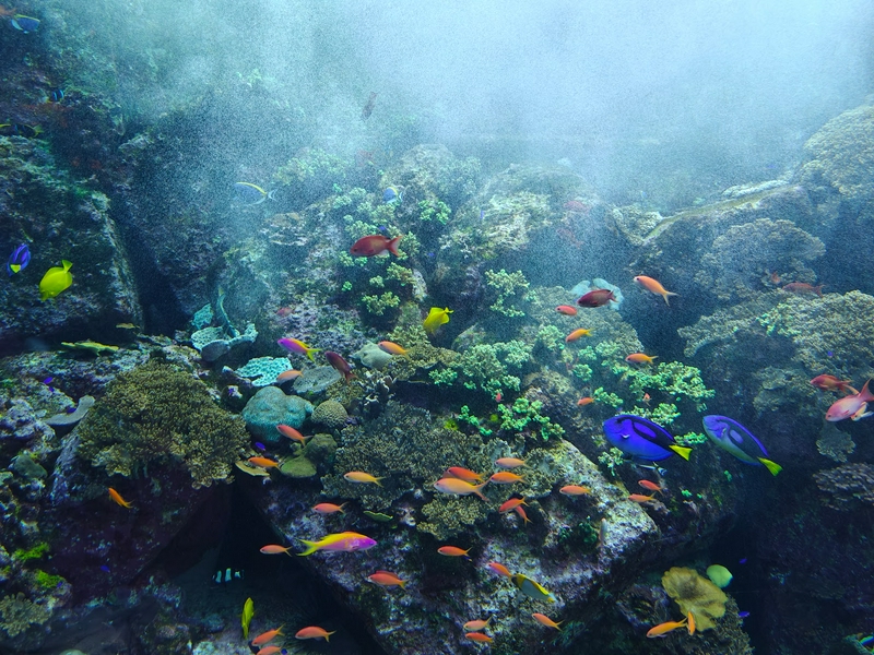 A vibrant underwater scene featuring coral reefs and various fish species.