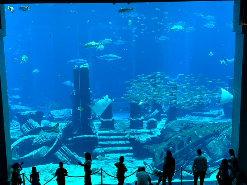 Underwater view of The Lost Chambers Aquarium showcasing colorful marine life and stingrays.