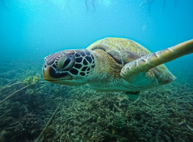 Snorkelling with Turtles and Koh Nang Yuan 2
