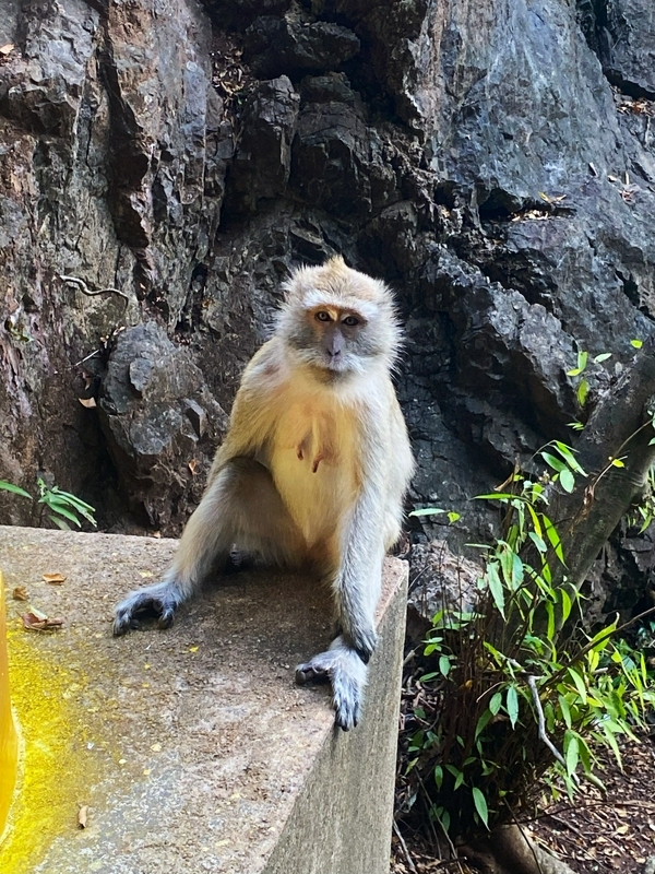 Wat Tham Suea: The Tiger Temple 1