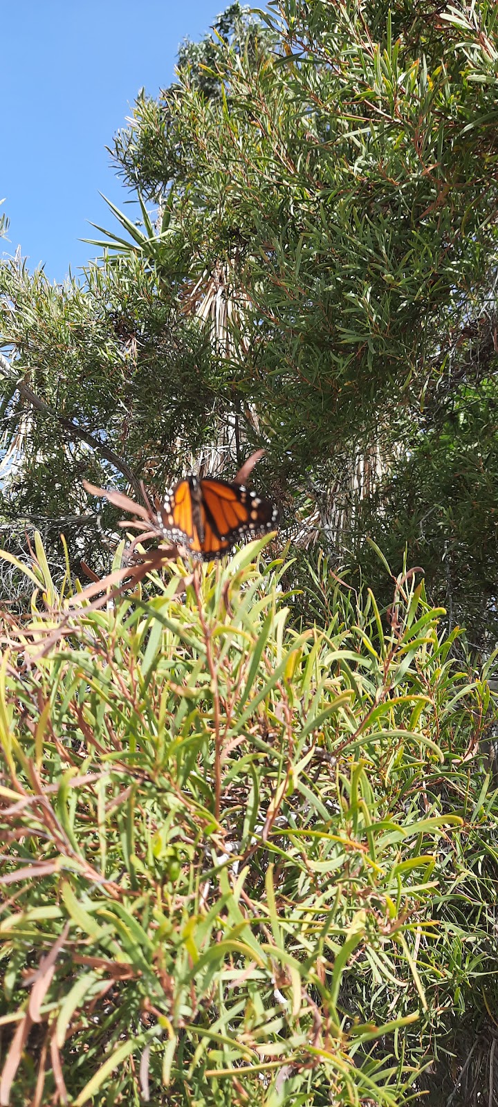 Padel lessons with a view 4