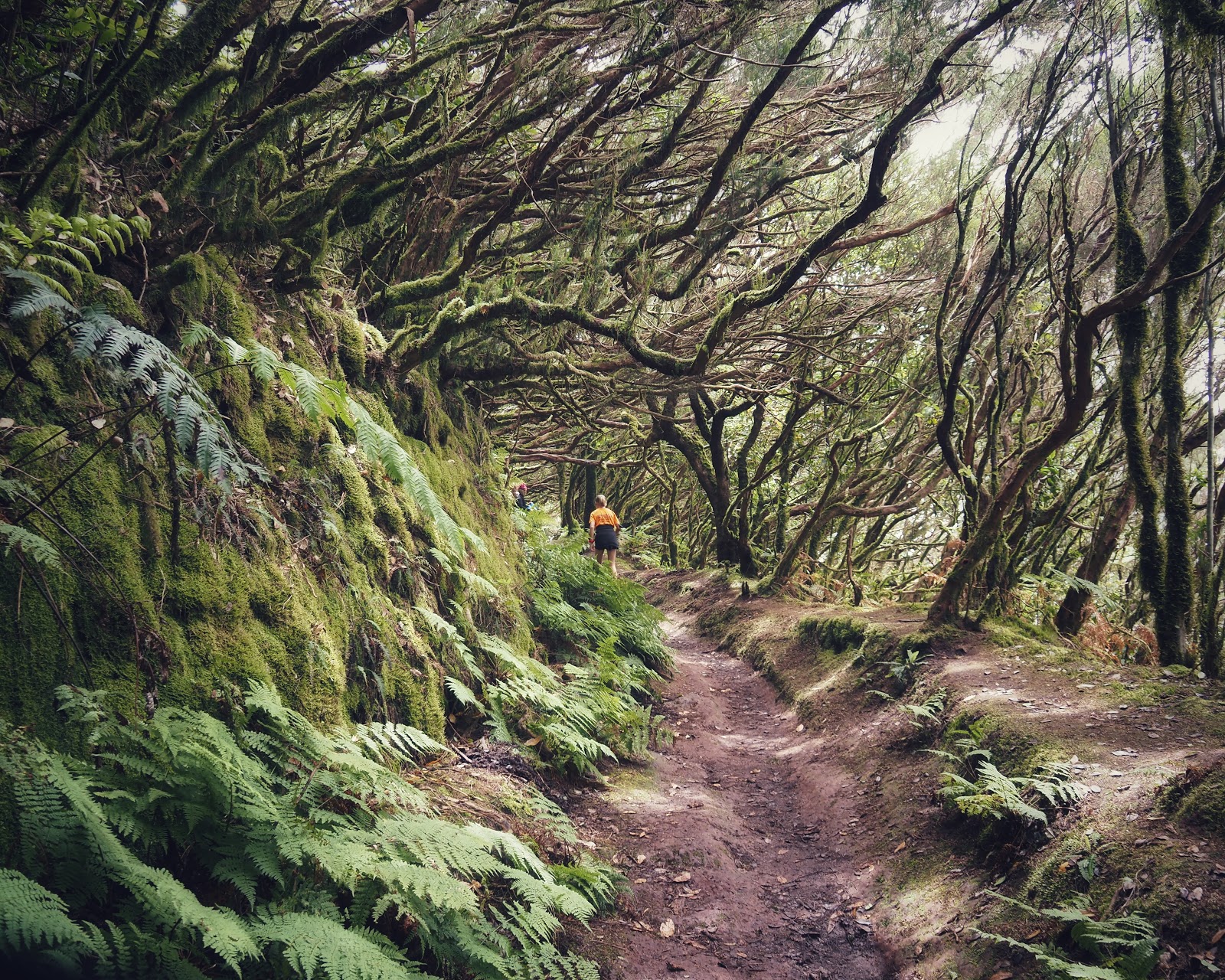 Hiking in the Anaga Forest 1