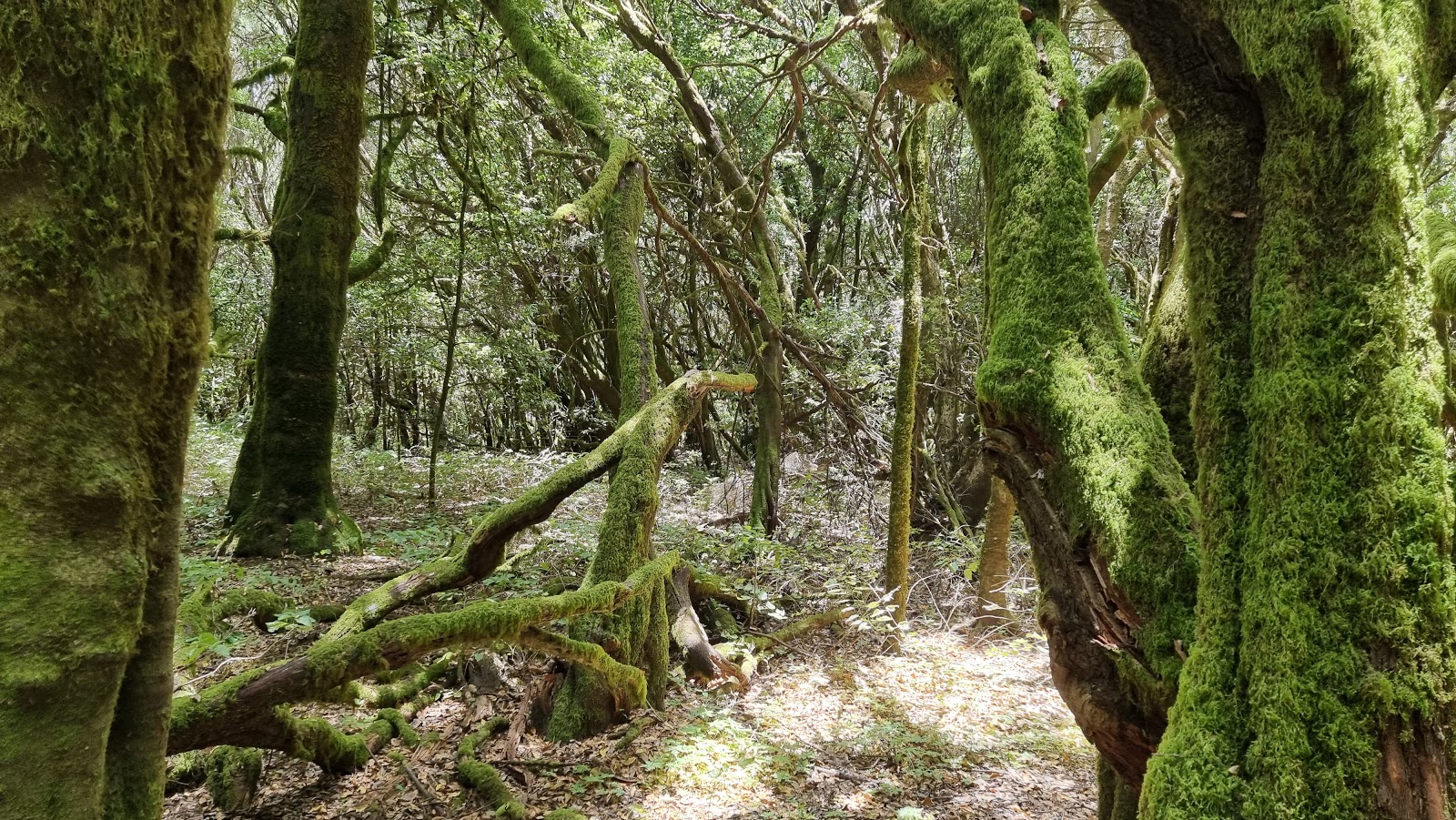 Hiking in La Gomera 2