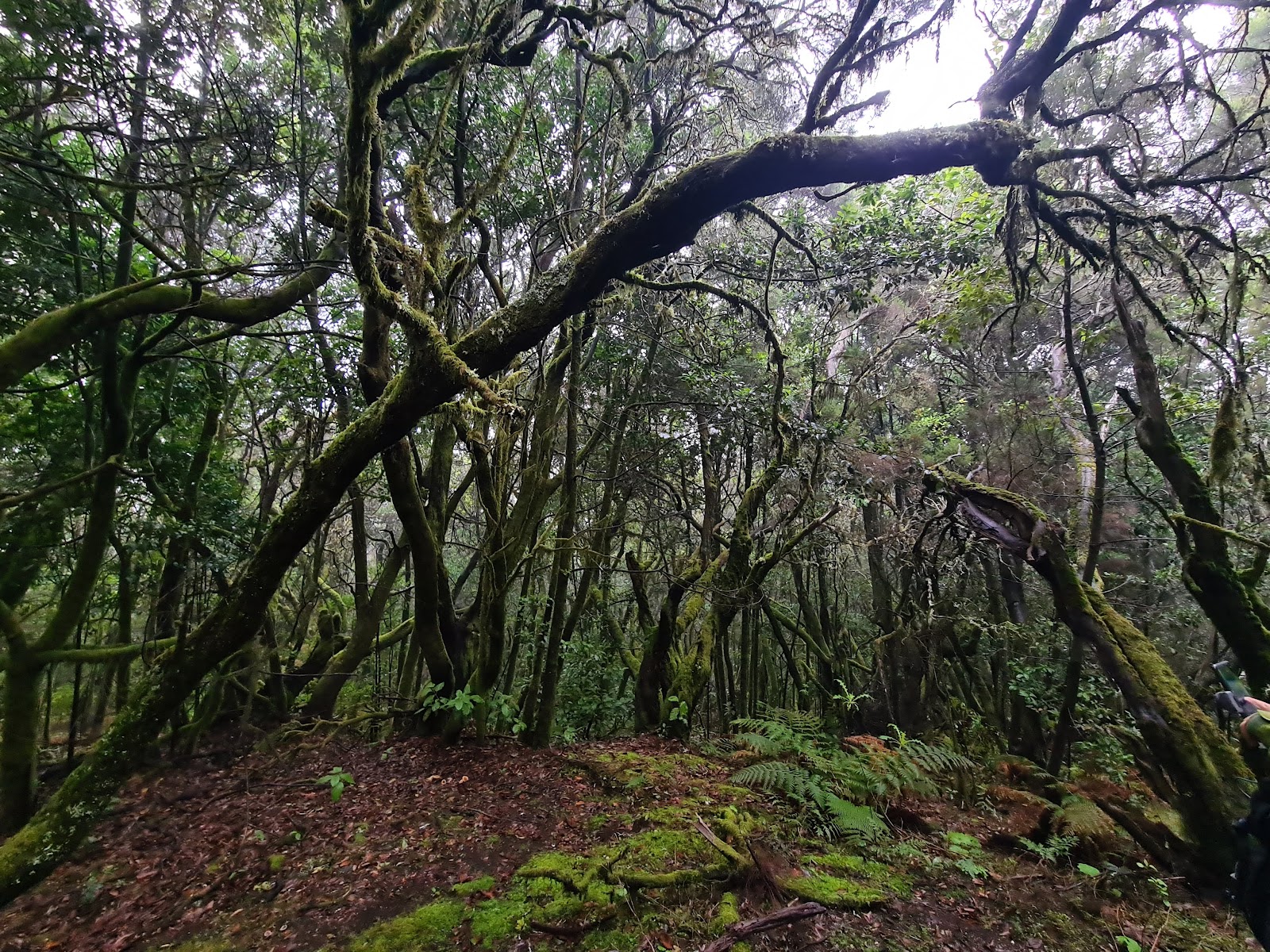 Hiking in La Gomera 3