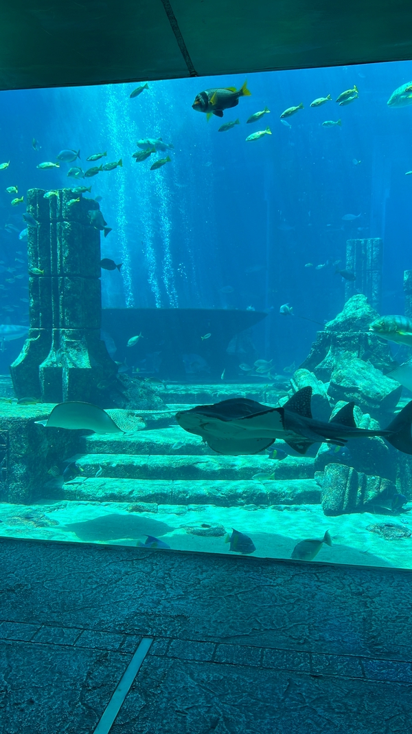 Visitors enjoying the serene environment of the Lost Chambers Aquarium, capturing marine life and exhibits.