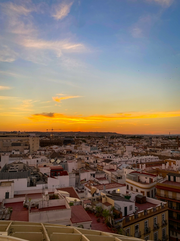 Mushrooms of Seville 3
