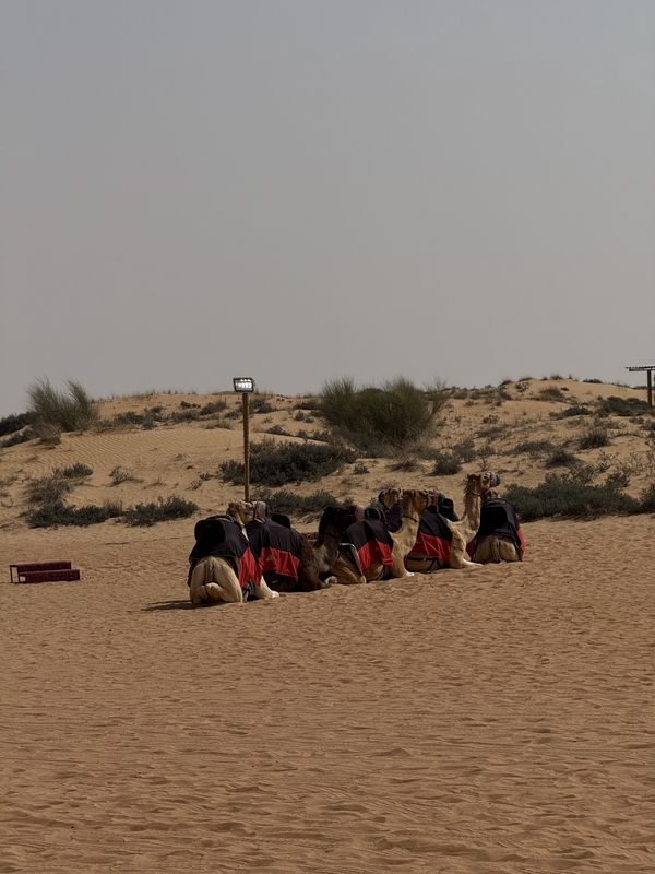 Desert Safari Dubai 1