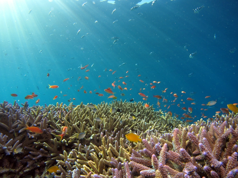 Underwater scene featuring coral reefs, diverse fish, and vibrant marine life.