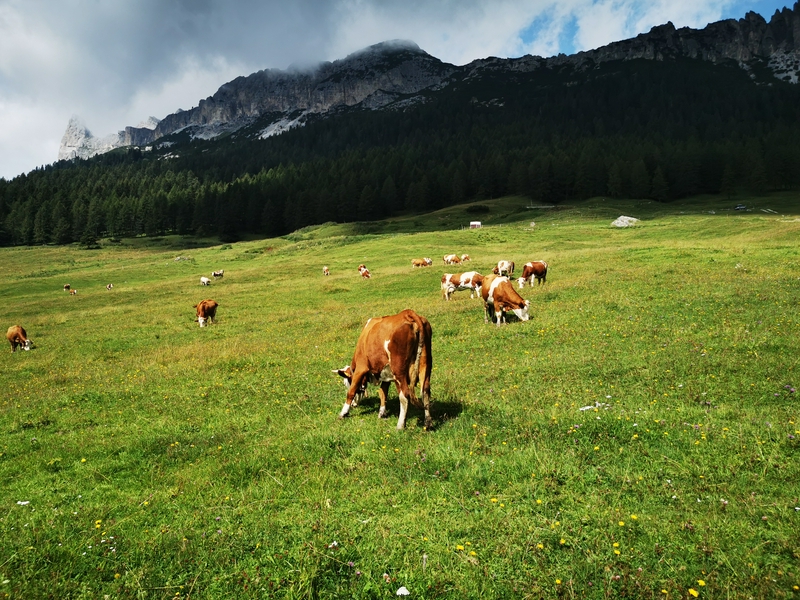 Lake Misurina: the pearl of Cadore 3