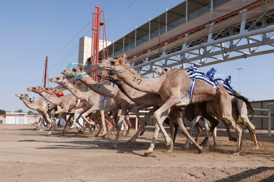 Camel racing at Al Marmoom Camel Race Track with remote-controlled jockeys.