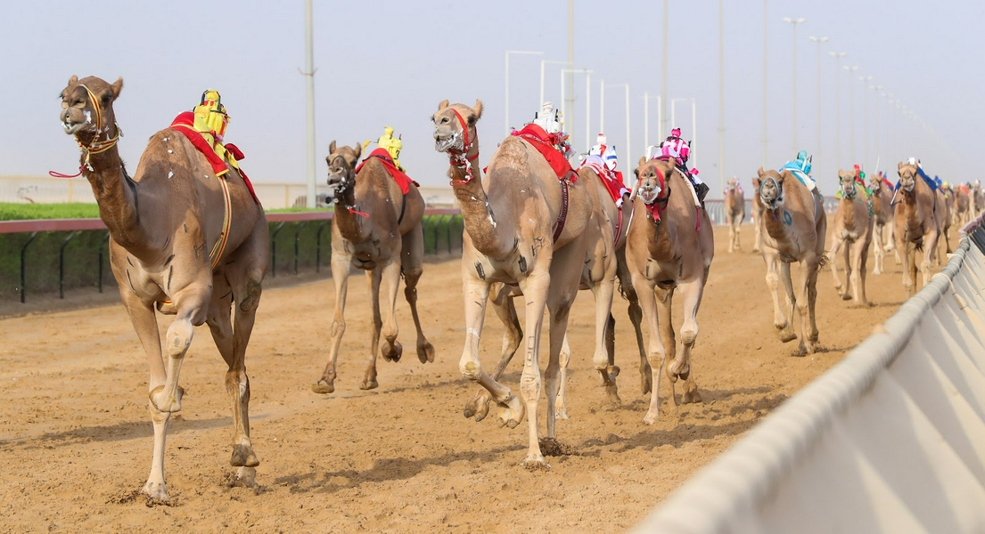 Camel Racing hero