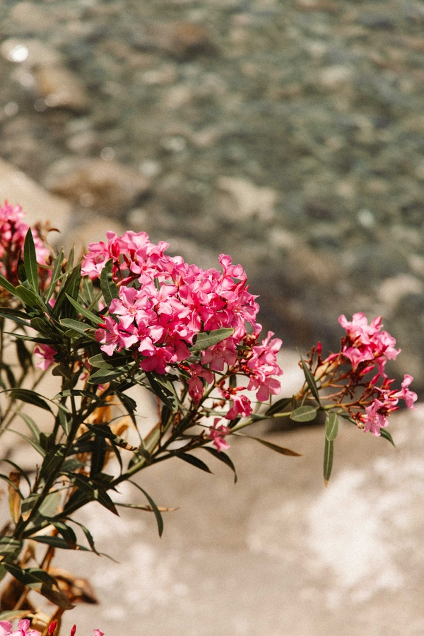 Vibrant pink flowers and lush plants at Toli Beach, showcasing nature's beauty.