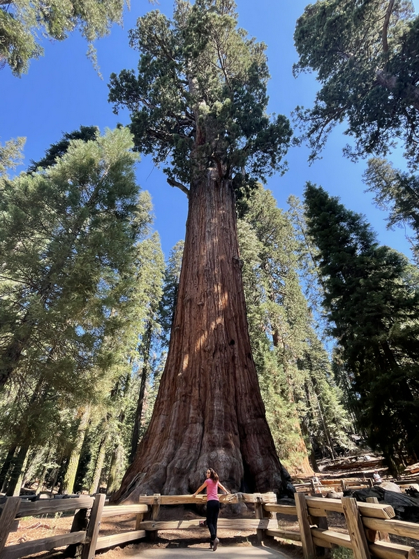 Sequoia National Park 2