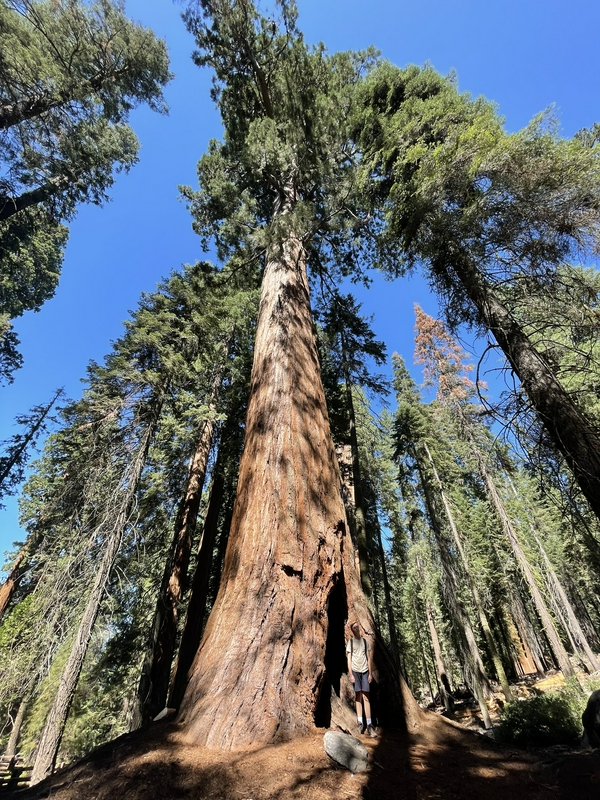 Heading to Sequoias 1