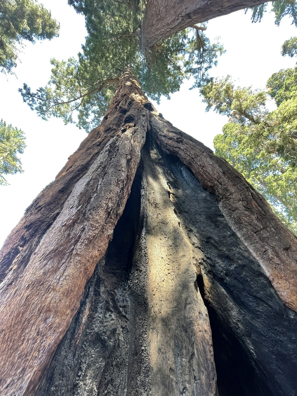 Heading to Sequoias hero