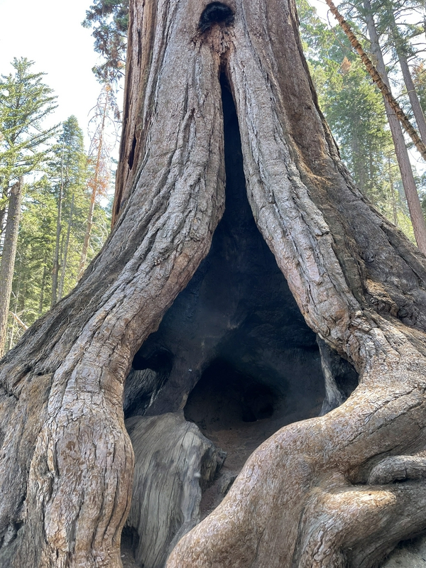 Sequoia National Park hero