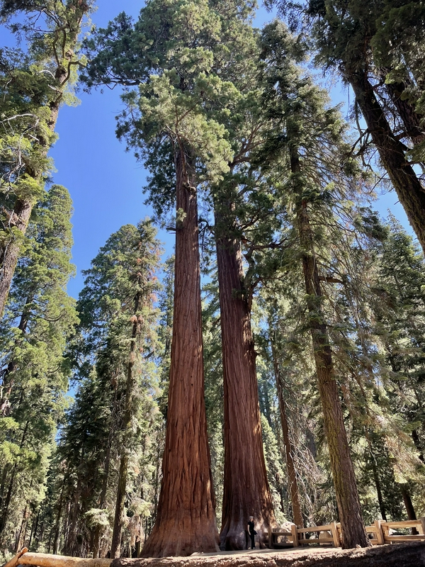 Heading to Sequoias 2