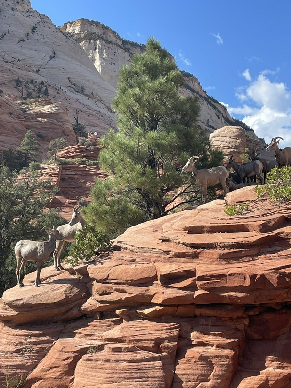 Zion National Park hero