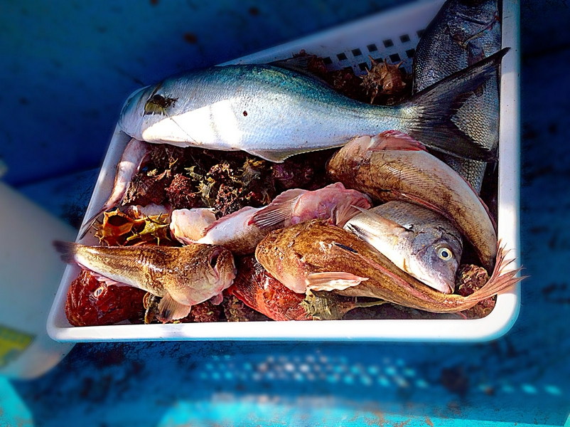 Fried fish served at Ittiturismo Boccadasse in Genoa, Italy.